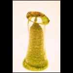 Frozen Moss 10x5x5 in.jpg